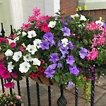 Carlton Guest House